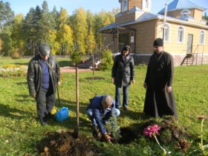 На территории храма в честь Вознесения Господня с. Ключи Шадринского района высажены голубые ели